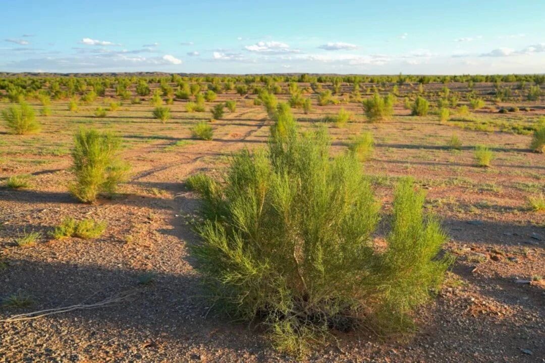 公益|見證十年綠色奇跡!三棵樹專屬梭梭苗即將上線-會員動態-資訊-中國涂料工業協會官網